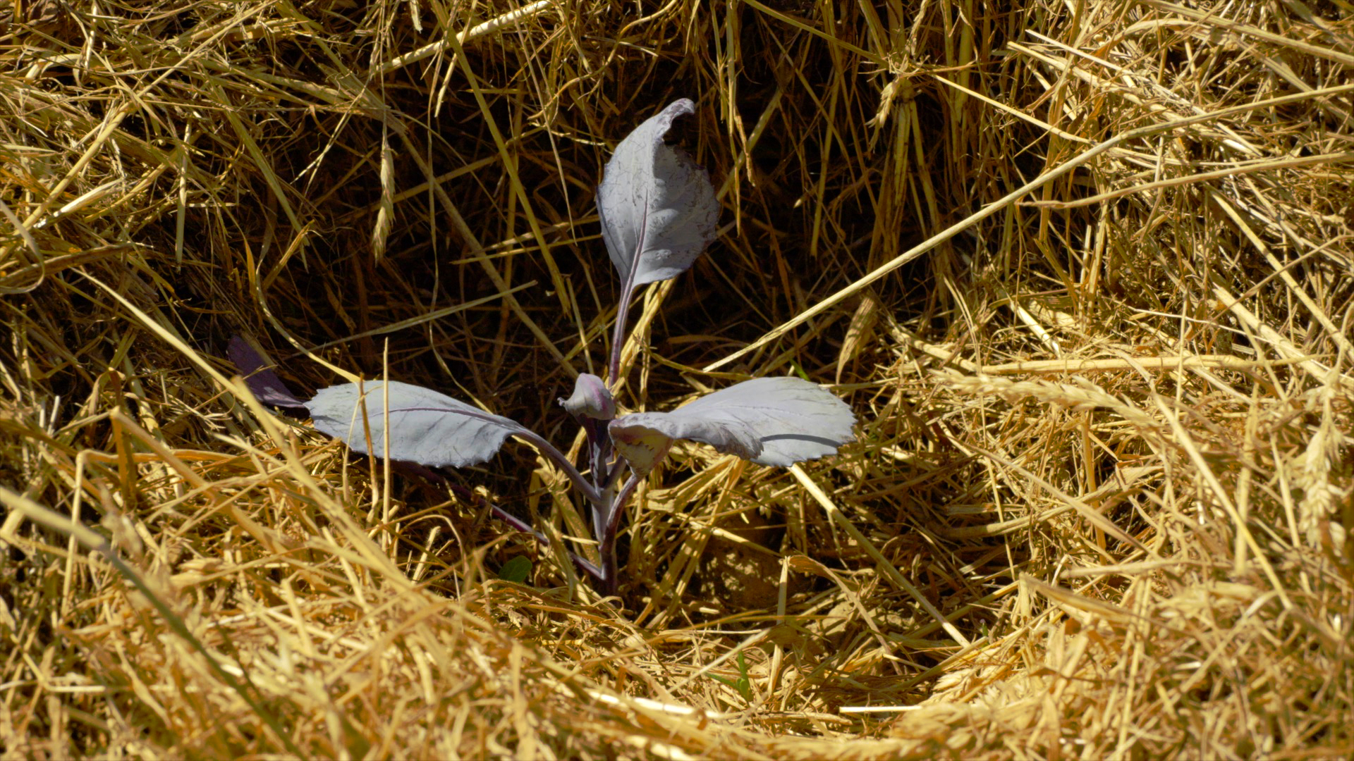 Maraîchage Tout Herbe (MTH)